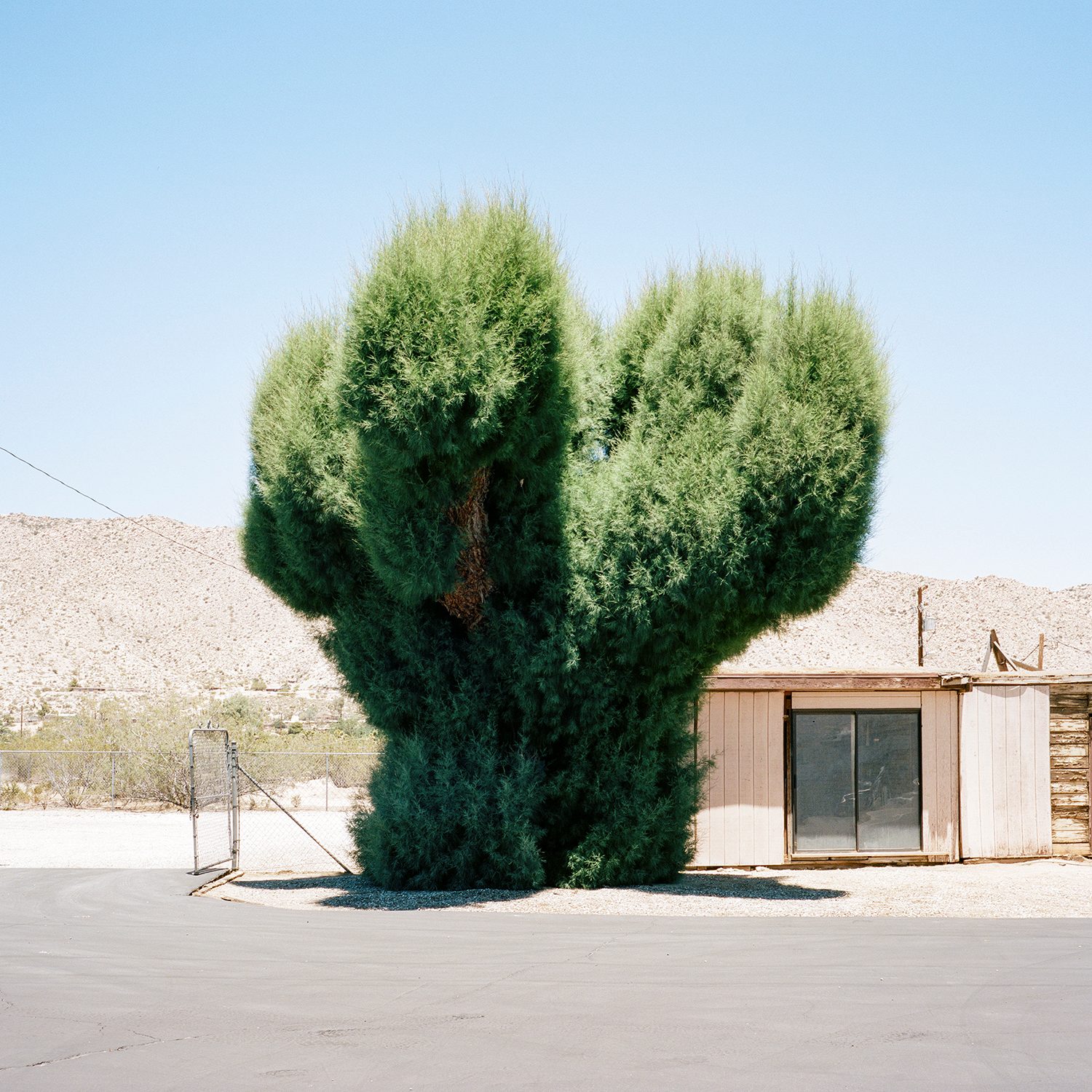 A Tree Grows In, photograph 1 by Sinziana Velicescu