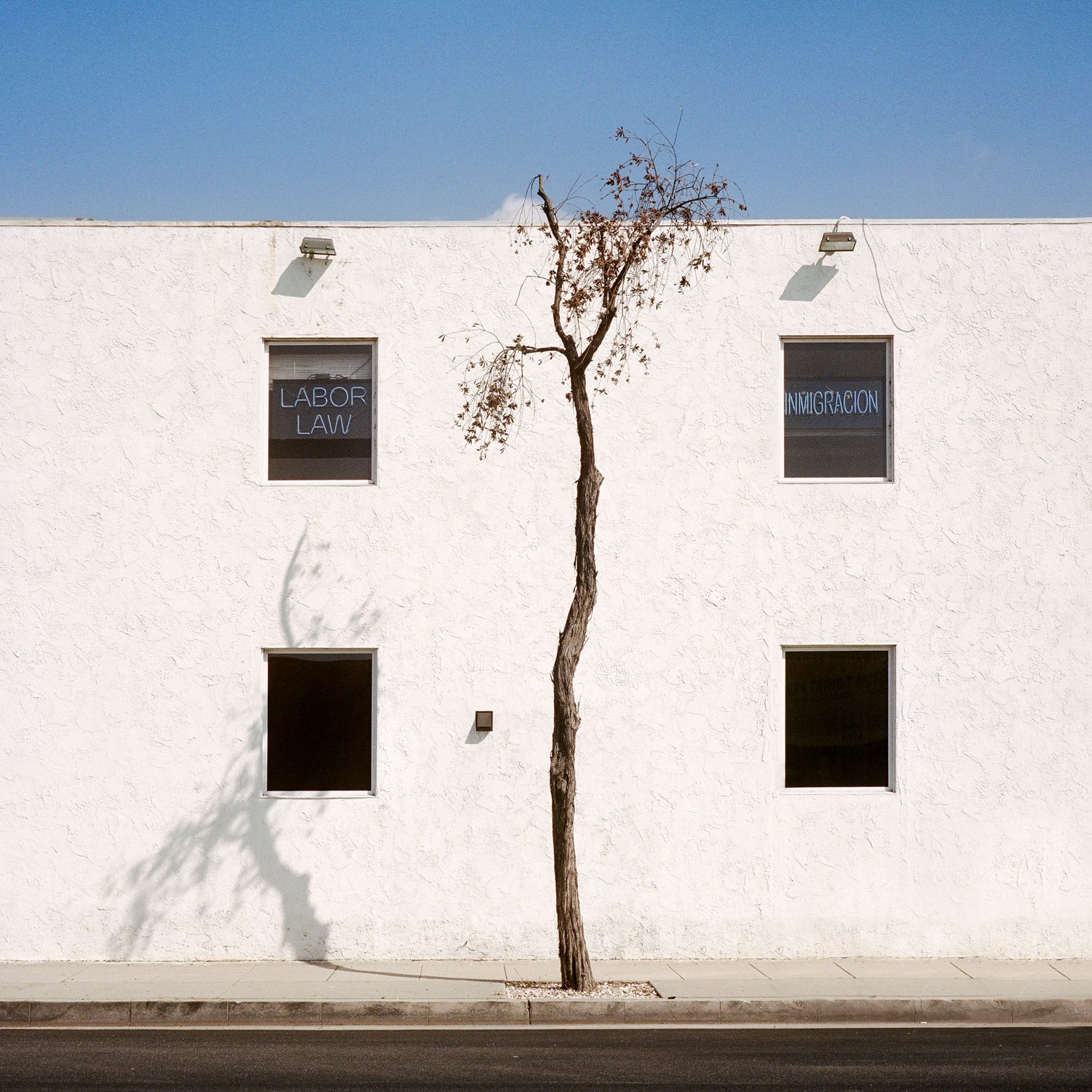 A Tree Grows In, photograph 3 by Sinziana Velicescu