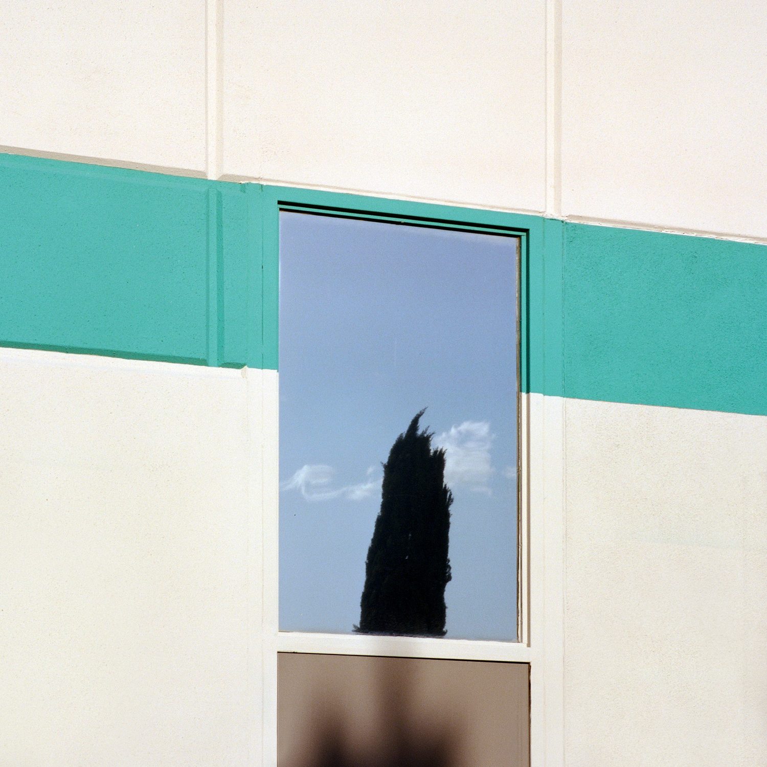 A Tree Grows In, photograph 7 by Sinziana Velicescu