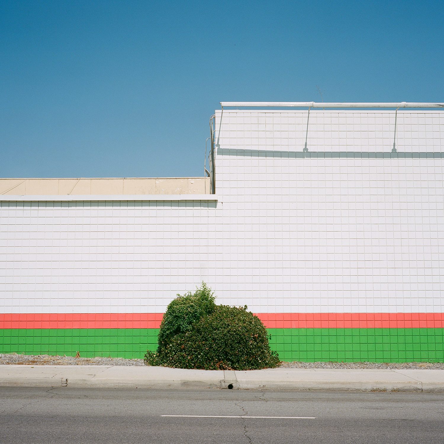 A Tree Grows In, photograph 16 by Sinziana Velicescu