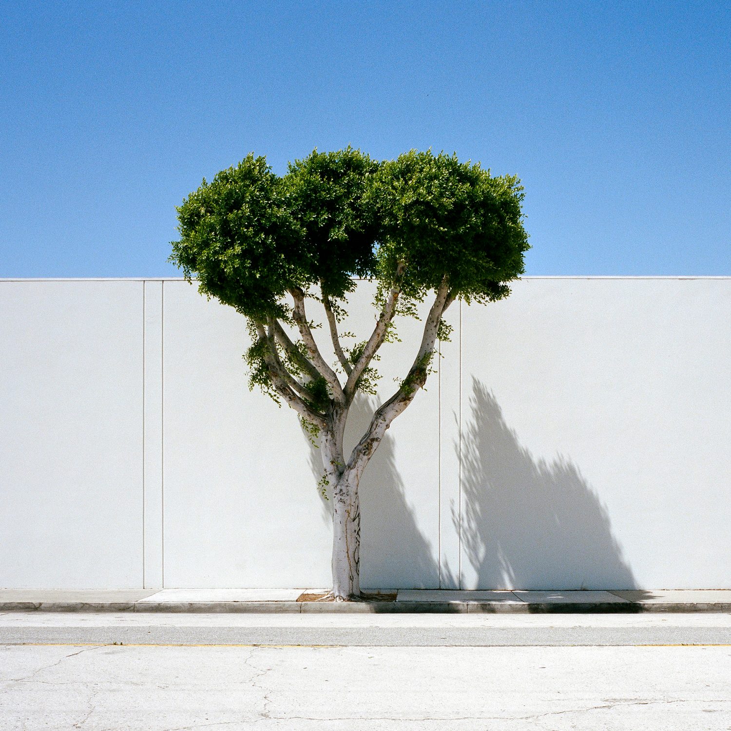 A Tree Grows In, photograph 19 by Sinziana Velicescu