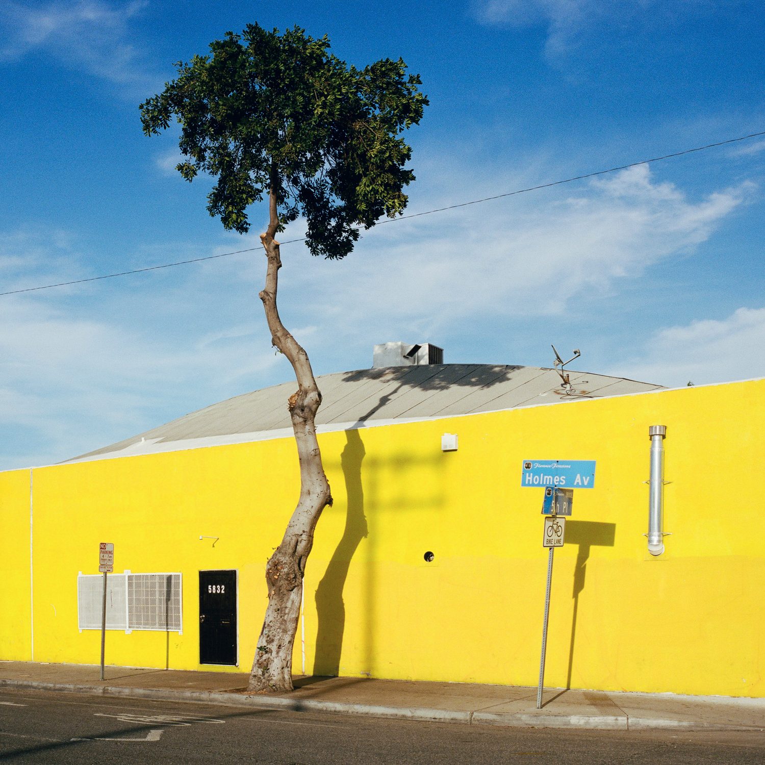 A Tree Grows In, photograph 23 by Sinziana Velicescu